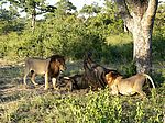 2 Löwen beim Nachmittags-Imbiss